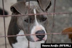 Viola u beogradskom prihvatilištu Riska