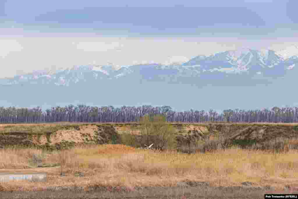 Как и орланы-белохвосты, белые цапли гнездятся у водоёмов и нередко зимуют в окрестностях Алматы, выбирая для зимовки незамерзающие озёра