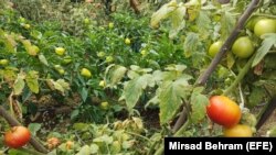 Bosnia and Herzegovina, Mostar, the garden Rabija Beso. 