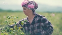 Munkaerőhiánytól kókadozik Bulgária rózsaipara 