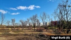 Unii copaci din parcul IOR au fost tăiați și transportați într-un loc necunoscut.