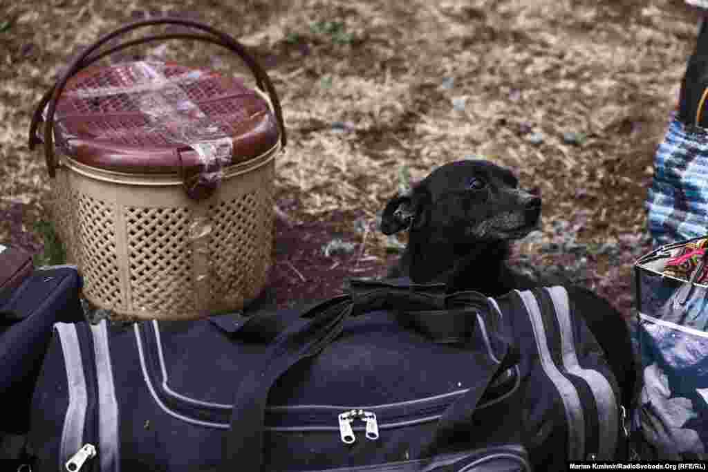 Kućni ljubimci takođe čekaju na evakuaciju iz Vovčanska.