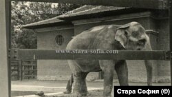 Един от индийските слонове, населявали парка през 30-те години.