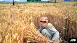 دهقانان امیدوار اند امسال حاصلات گندم زیاد شود