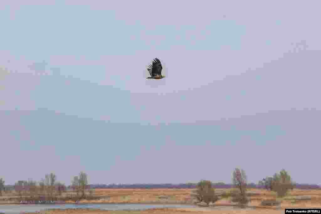 Молодой орлан-белохвост пролетает над степью в поисках добычи. Определить возраст этих птиц достаточно просто: молодые особи имеют тёмно-бурое оперение, а свой&nbsp;&laquo;классический&raquo; облик приобретают к пятилетнему возрасту. Орланы-белохвосты обитают возле водоёмов и питаются рыбой и грызунами. Суслики тоже входят в рацион этих хищных птиц