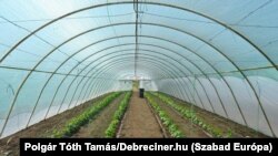 Zöldségtermesztésben is részt vesznek a közfoglalkoztatottak az önkormányzat gazdaságában