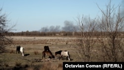 Wild horses graze in Letea as fires burn in the distance.