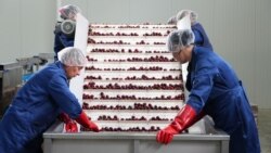 Tehnologii-cheie care deschid poarta pieței UE pentru cireșele din R. Moldova