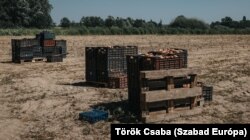 Istvántól közérdekre hivatkozva vette el az önkormányzat a földjét, amelyet bérbe adott másnak, aki most épp krumplit termeszt rajta