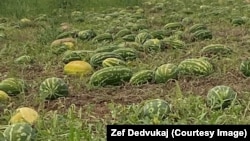 Plantaža lubenice u Malesiji nadomak Podgorice