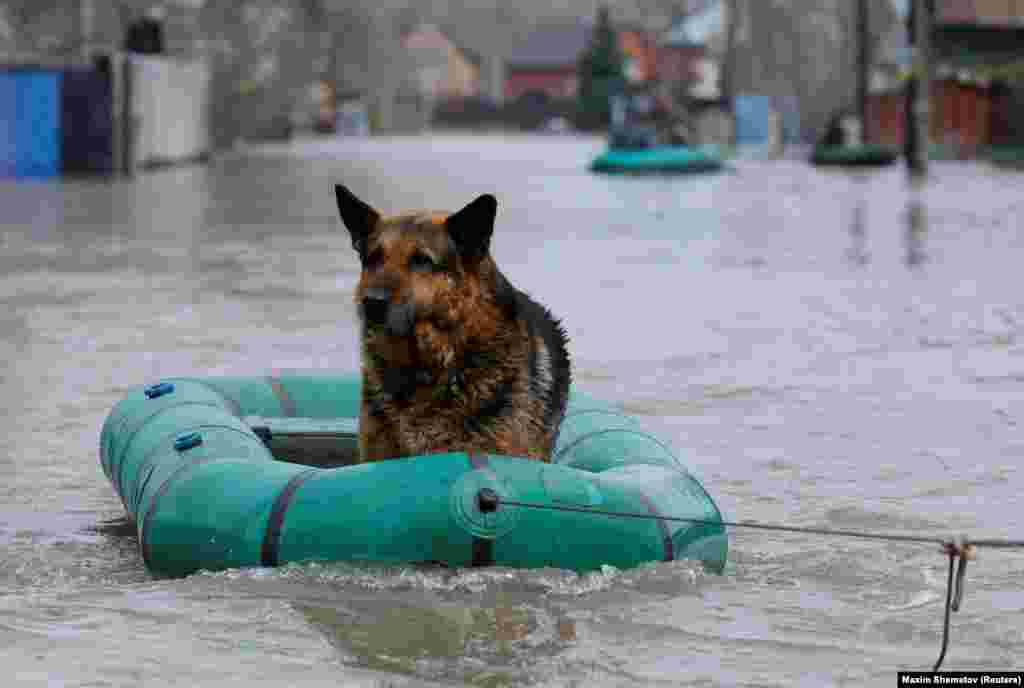 Skoro 12.000 domova i 16 državnih medicinskih ustanova poplavljeno je širom regije Orenburg, obavijestio je guverner te regije Denis Pasler ruskog predsjednika Vladimira Putina.