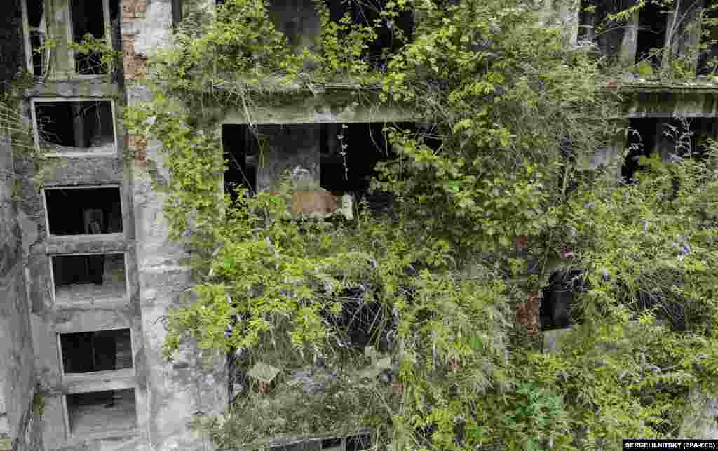 ძროხა საცხოვრებელი კორპუსის მეოთხე სართულზე ამოსულ მცენარეულობას ძოვს. აფხაზეთს დამოუკიდებელ ქვეყნად მხოლოდ რუსეთი, ვენესუელა, ნიკარაგუა, ნაურუ და სირია აღიარებენ.