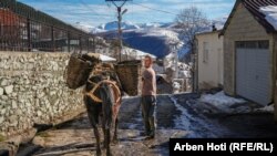 Banor i fshatit Borje duke bartur patate me kalin e tij.