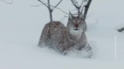 Hiába sok a természetvédelmi terület, ha szabad ott fát vágni – szakértők a magyarországi erdők állapotáról