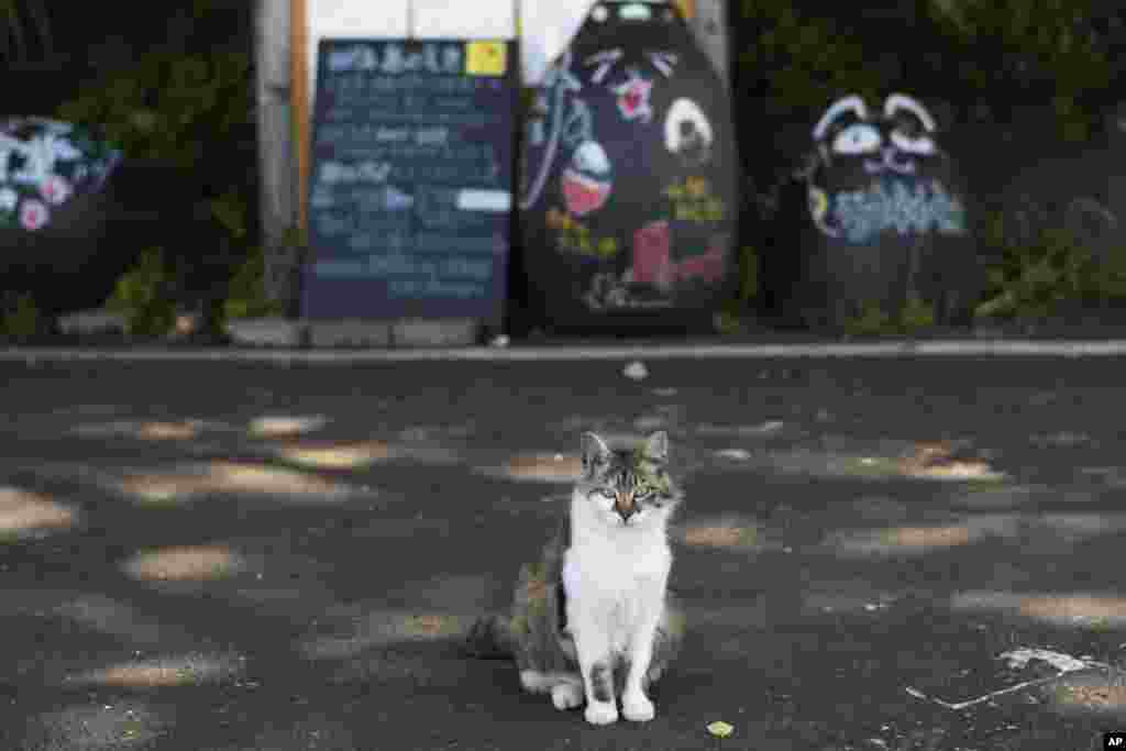 Faltorja e Maceve, &quot;Neko Jinja&quot;,&nbsp;mitizon&nbsp;macet&nbsp;si engjëj mbrojtës të Tashirojimaas, ku numri i maceve është më i madh sesa ai i banorëve.