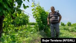 Një punëtor duke spërkatur hardhitë kundër sëmundjeve që thonë se u shkaktuan nga moti i keq.