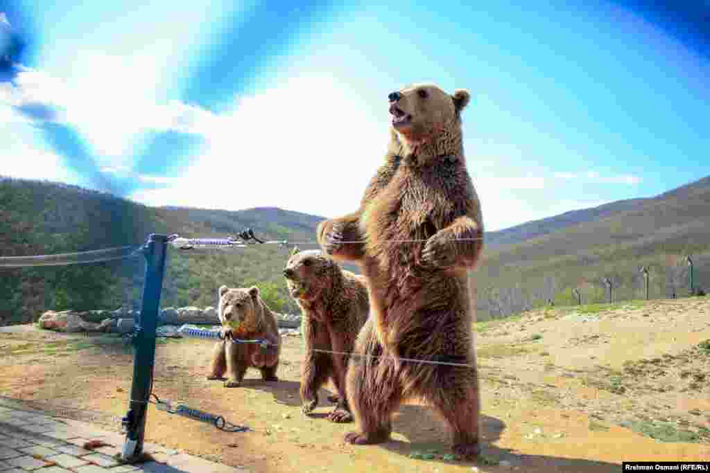 Ema, Oska dhe Roni janë të vetmit arinj që nuk ndahen asnjëherë nga njëri-tjetri. Ata, së bashku, ishin shpëtuar më 2014 nga organizata ndërkombëtare, FOUR PAWS, pasi po mbaheshin si kafshë shtëpiake në rajonin e Bjeshkëve të Nemuna. Që atëherë, ata kanë gjetur një shtëpi të sigurt në Pyllin e Arinjve Prishtina. &nbsp;