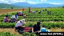 Disa gra në rajonin e Prizrenit duke punuar në një arë. Fotografi ilustruese.