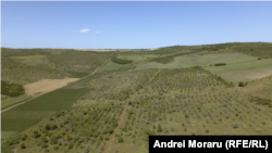 Teren lăsat pârloagă în satul Sofia, raionul Hâncești. 