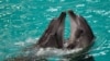 UKRAINE-CRISIS/ROMANIA-DOLPHINS