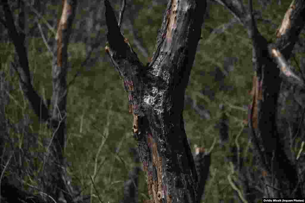 Un trunchi de copac carbonizat la locul presupusei explozii. Pe 7 septembrie, secretarul general al NATO, Jens Stoltenberg, a abordat subiectul aparentei drone care ar fi avut impact pe teritoriul NATO, afirmând: &bdquo;Nu avem nicio informație care să indice un atac intenționat din partea Rusiei și așteptăm rezultatul anchetei în curs&rdquo;. În noiembrie 2022, Kievul a acuzat Moscova de lansarea unei rachete care a ucis două persoane în Polonia, membră NATO. Ulterior, s-a descoperit că racheta era cel mai probabil ucraineană.