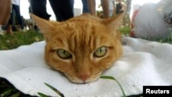 Prema procjenama iz 2015. godine Havajskog humanog društva (Hawaiian Humane Society) navodi se da na ostrvima živi oko 300.000 jedinki ove životinjske vrste.