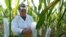 Moldova, Corn hybrids that can withstand increasing droughts and yield as much as possible