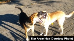 უპატრონო ძაღლები ეფიცხებიან მზეს ამბროლაურში, რაჭაში. ეთერ არსანიძის ფოტო