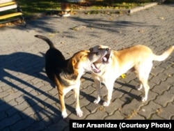 მიუსაფარი ძაღლები რაჭაში