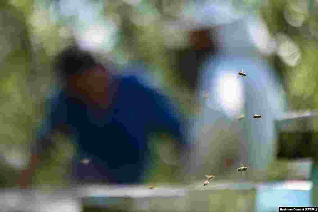 Uprkos teškoj situaciji u kojoj se nalazi, zajedno sa ostalim pčelarima, Koskoviku kaže da neće odustati od pčelarenja.