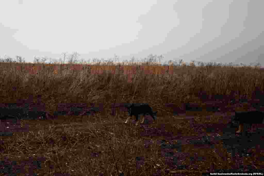 Psi lutalice šetaju u blizini ukrajinskih položaja.