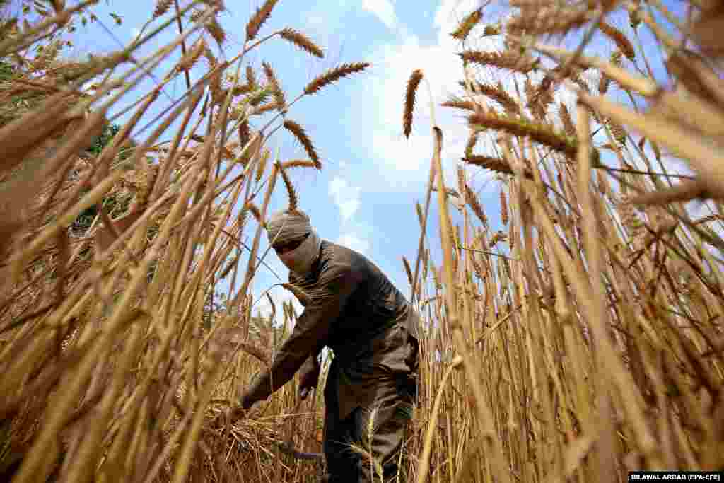 Sipas OKB-së, çmimet e ushqimeve janë ulur për një vit të plotë për falë rendimenteve të larta të korrje-shirjeve në vende si Brazili dhe Rusia, dhe një marrëveshjeje të kohës së luftës [mes Rusisë dhe Ukrainës] për të lejuar furnizimet me drithëra nga Deti i Zi. &nbsp;