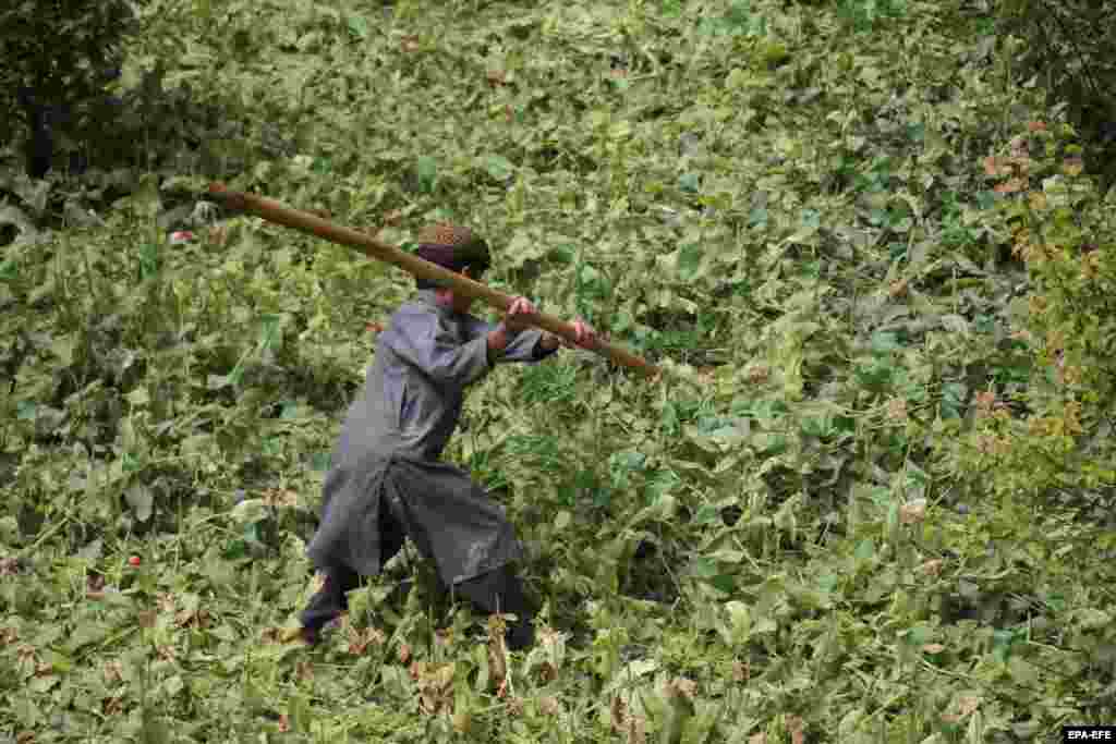 Un tânăr afgan ajută poliția antidrog distrugând&nbsp;cultura de mac. În aprilie 2022, liderul suprem al talibanilor, mollahul Haibatullah Ahundzada, a interzis cu desăvârșire cultivarea, consumul și traficul tuturor drogurilor ilicite.&nbsp; &bdquo;Dacă cineva încalcă decretul, recolta va fi distrusă imediat, iar contravenientul va fi tratat în conformitate cu legea Sharia&rdquo;, se spune în ordinul anunțat de Ministerul de Interne al talibanilor în cadrul unei conferințe de presă la Kabul. 