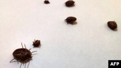 საილუსტრაციო ფოტო: ადამიანების უმეტესობა, 80-90%, ყირიმ-კონგოს ინფექციით ინფიცირდება ტკიპის ნაკბენით.