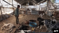 Dječak u prostoriji sa ubijenim životinjama u improviziranom kampu Al-Mawasi za raseljene osobe zapadno od Khan Yunisa, 10. marta 2024.