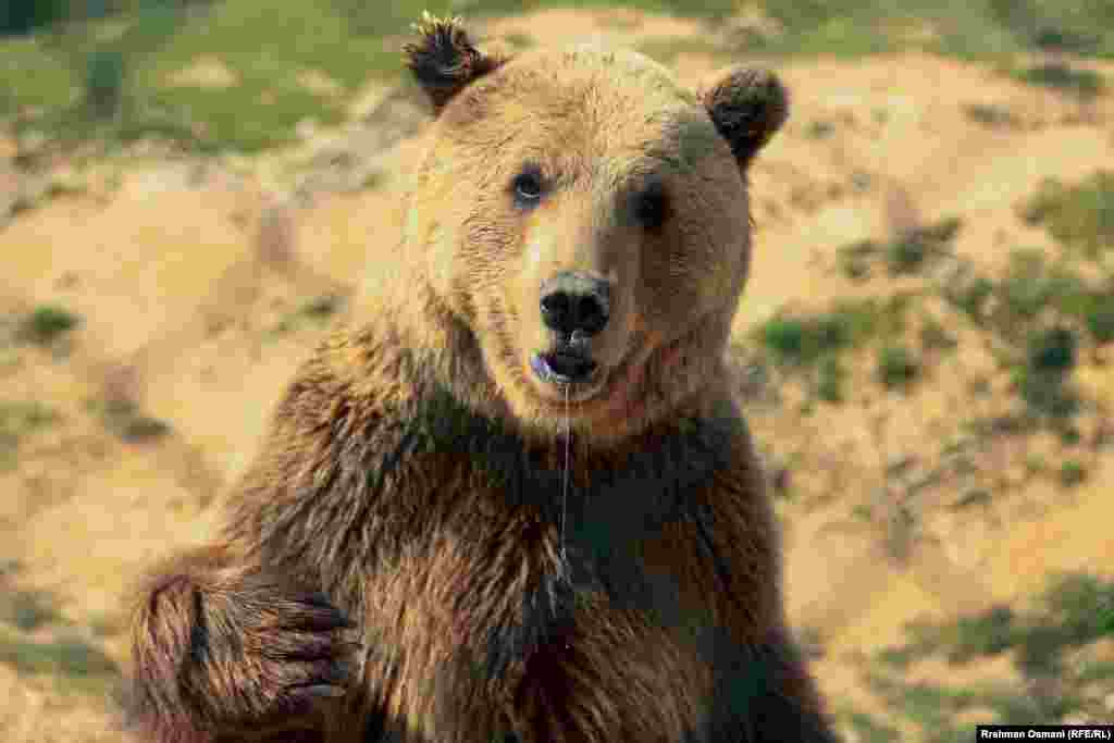 Pylli i Arinjve Prishtina është shtëpi e 20 arinjve të shpëtuar në Kosovë dhe Shqipëri.&nbsp;