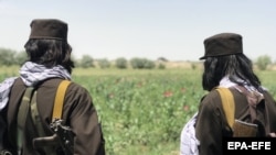 حضور نیروهای مسلح طالبان در یک مزرعۀ کوکنار در افغانستان (تصویر آرشیف)