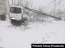 La Tulcea, viscolul şi vântul foarte puternice de duminică au provocat căderea multor copaci, existând deja foarte multe sesizări pe această temă, a transmis Primăria oraşului.