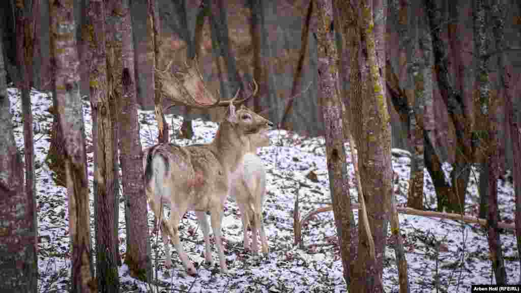Životinje imaju slobodu kretanja na cijelom posjedu.