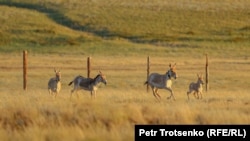 Реинтродукция орталығында жүрген құландар. Қостанай облысы, 21 маусым 2022 жыл.