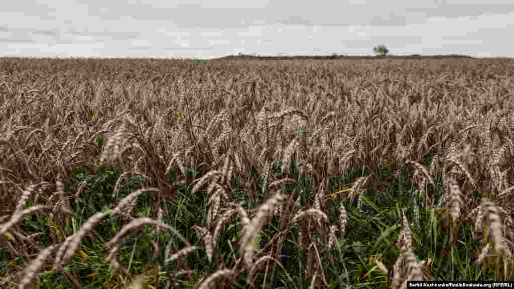 Украинская пшеница, оставшаяся несобранной во время российской оккупации Херсонской области, фото от 13 ноября 2022 года