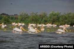 Pelicani în Delta Dunării.