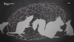 Што треба да знаете за мајмунските сипаници?