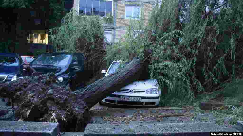 Паднато дрво оштети автомобил во Чаир