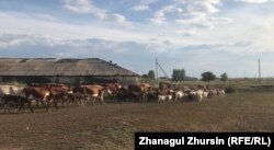 Скот возвращается на базу. Актобе, 23 июля 2022 года