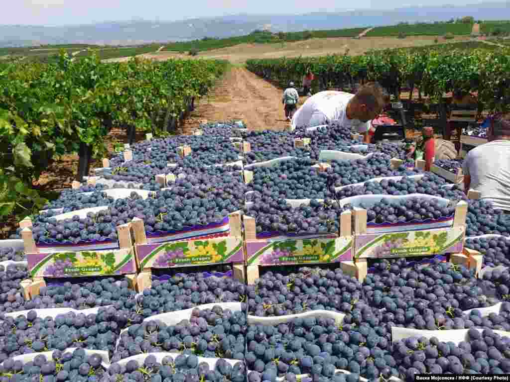 Работници во лозови насади во неготинско