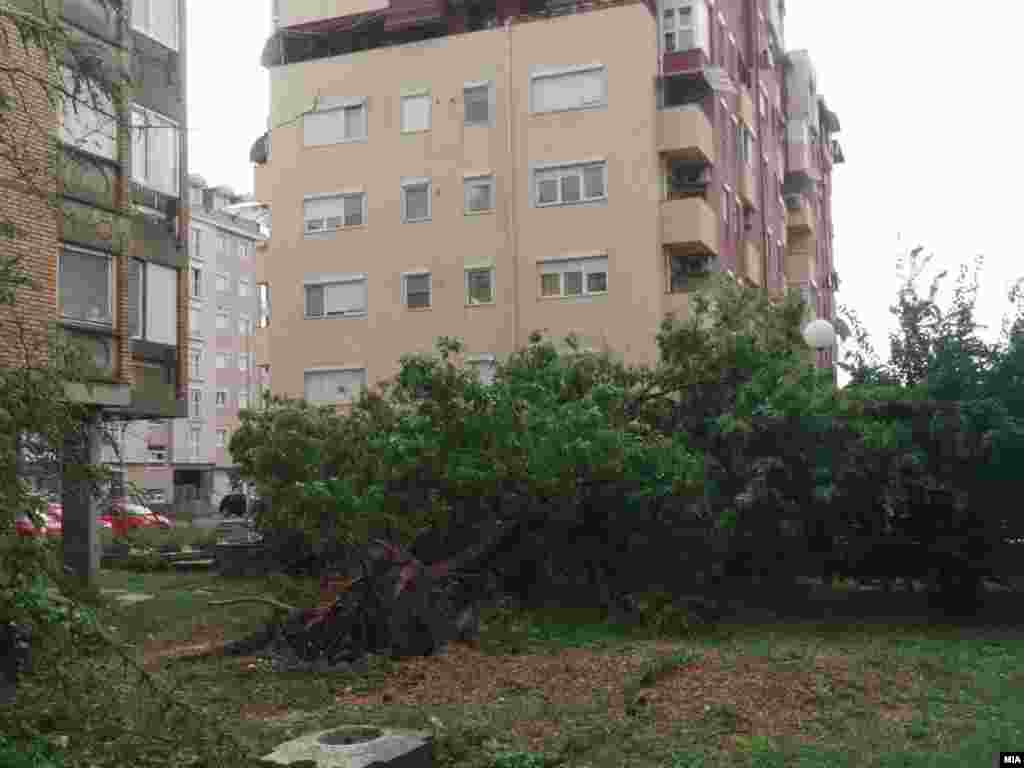 Откорнати дрвја во скопски Аеродром