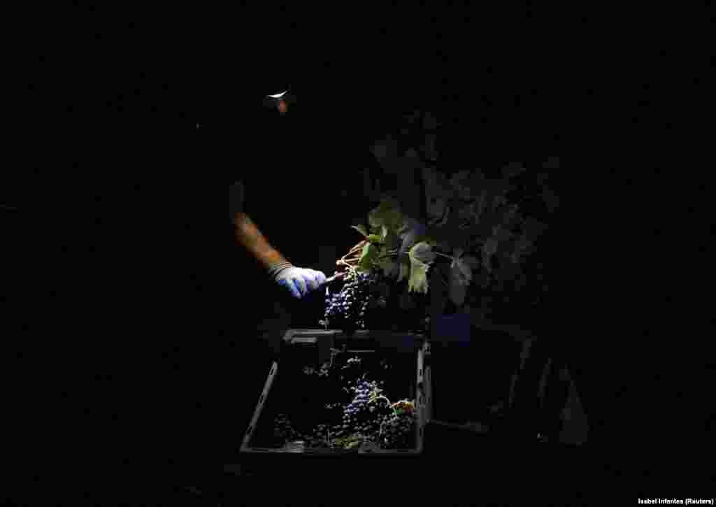 &bdquo;Să lucrezi noaptea este mult mai bine, nu este prea cald, nu sunt insecte, îți place mai mult să lucrezi. În timpul zilei nu am putea fi aici, ne-am coace&rdquo;, a spus culegătorul de struguri Javier, în vârstă de 33 de ani.