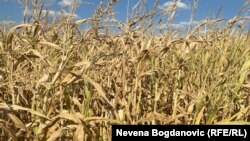 Az idei aszály nagy kárt okozott a termésben a szerbiai Vajdaságban. A magbank segíthet az ellenállóbb növények nemesítésében