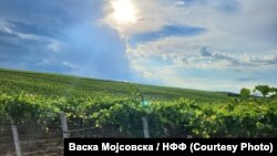 Берба на грозје во регионот на Неготино 